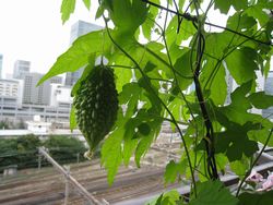 NOKKO情報