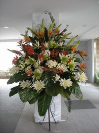 NOKKO情報